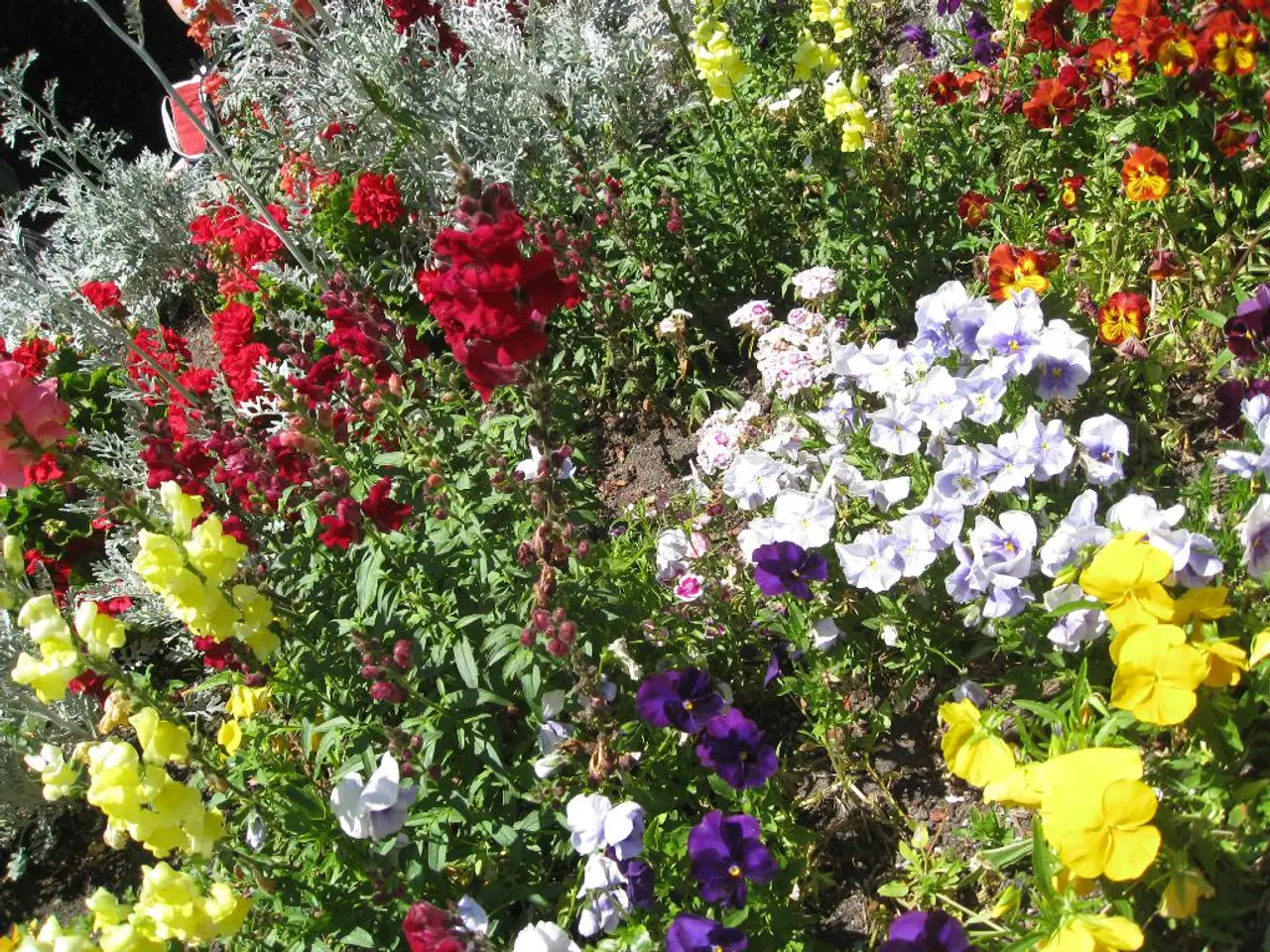 Top 10 Stunningly Beautiful Flowers Globally