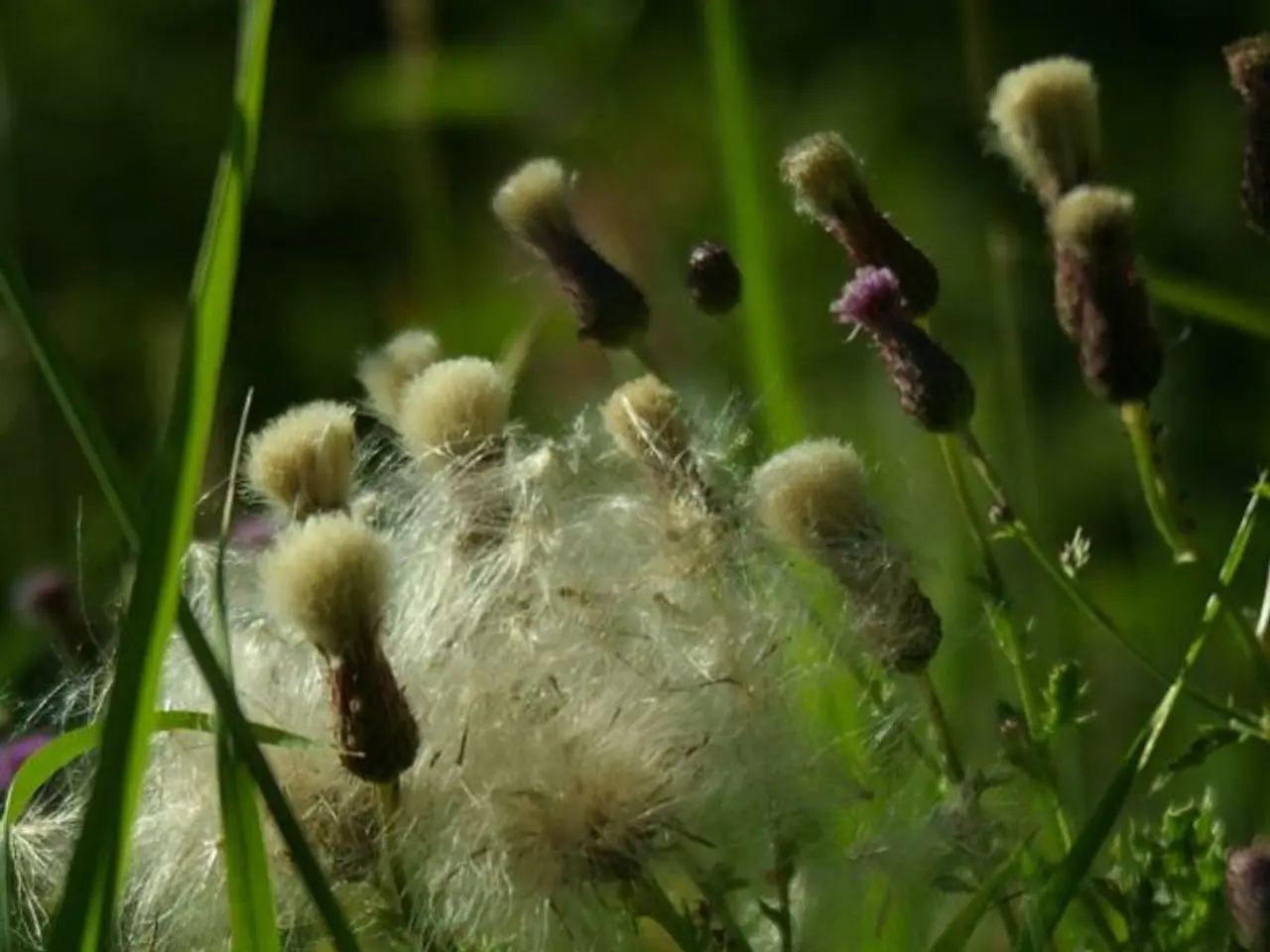 Enhancing Hostas: A Guide on Fertilizing Hosta Plants