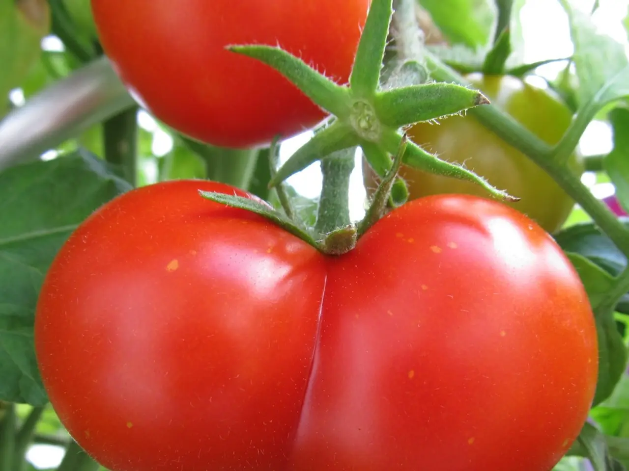 Strategies for Shielding Tomato Plants from Severe Heat Exposure