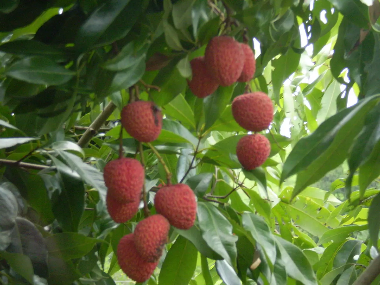 Strategies for Planting Strawberries in Colorado: Expert Guidance for Maximum Growth Yield