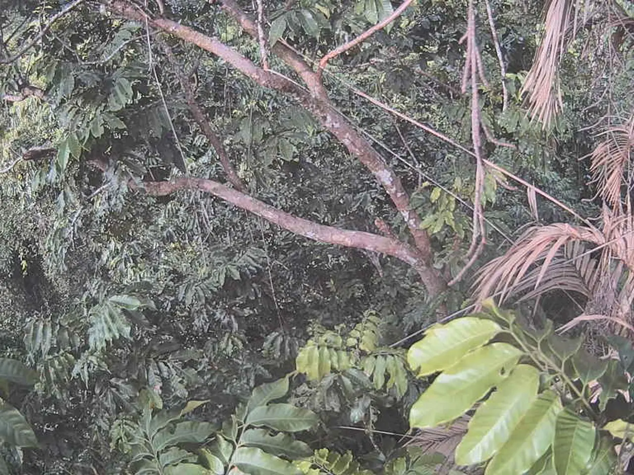 Variety of Palm Trees toRevamp Your Outdoor Environment