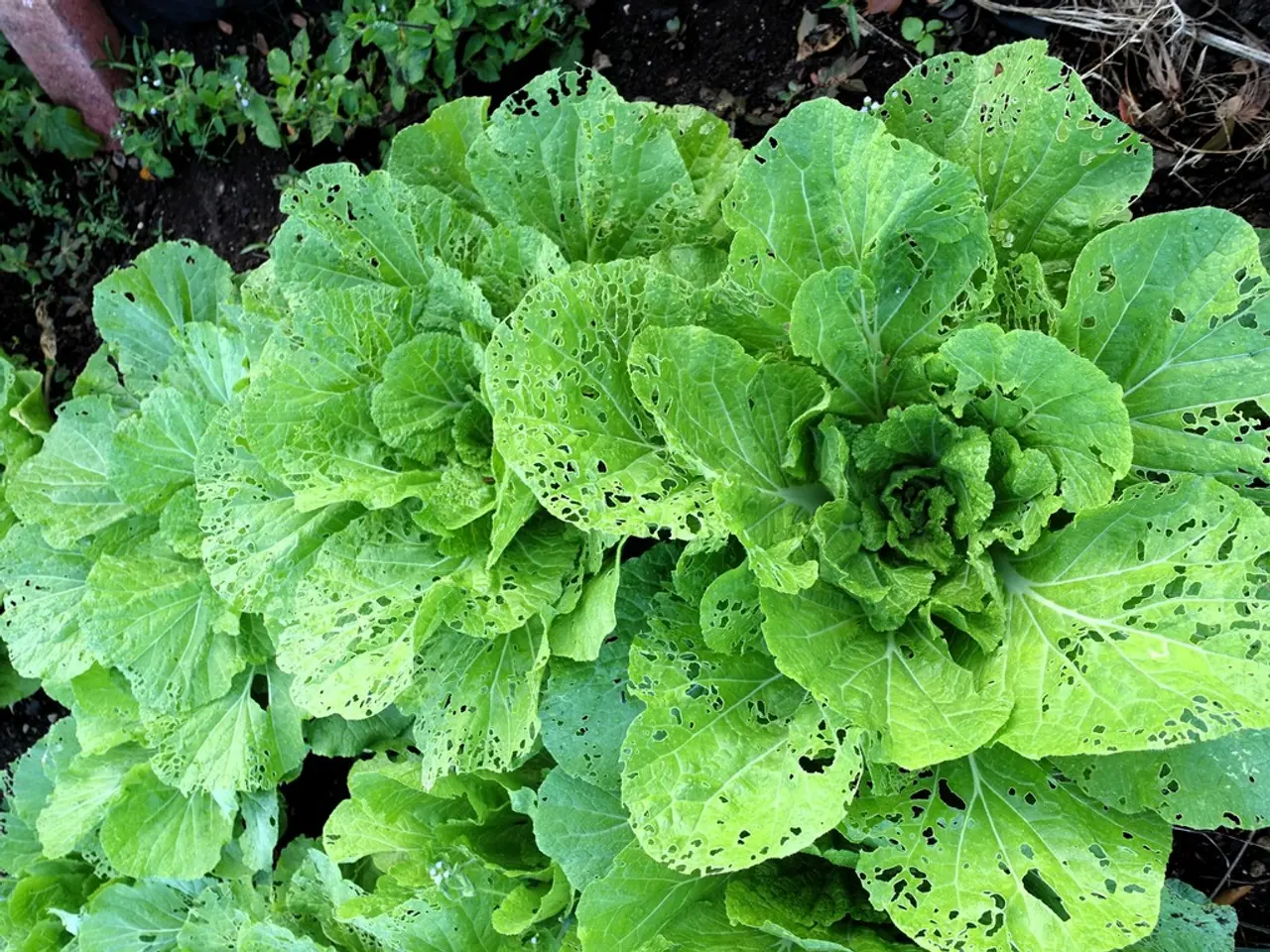 Sustainable Solution for Oxidised Hair: Combating the Issue with Eco-friendly Products