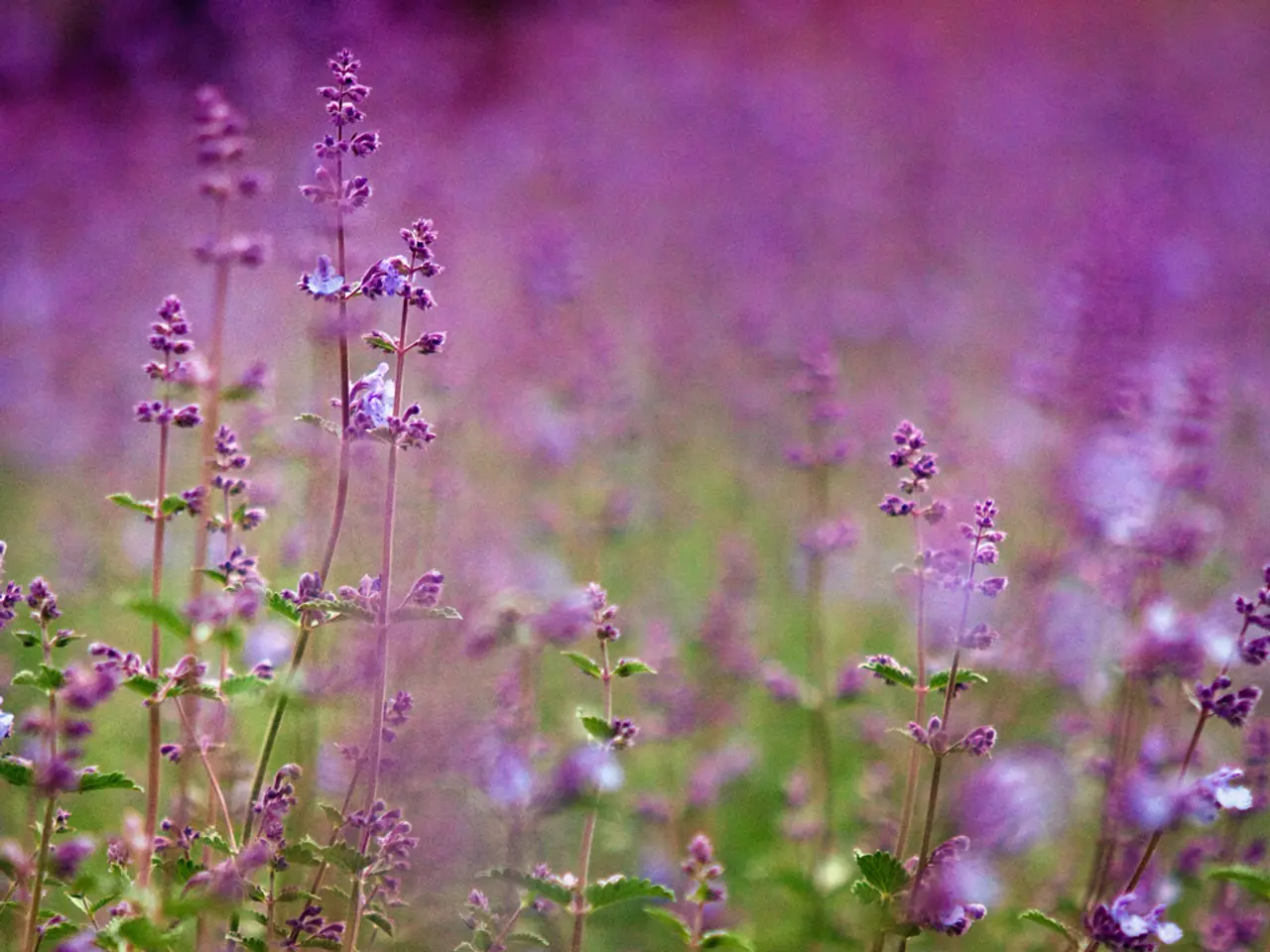 Explore Five Different Kinds of Lavender for Spectacular Scents and Attractive Blossoms