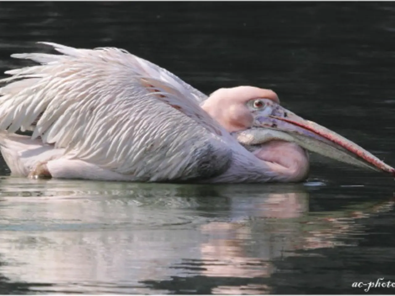 Transformed swimming spot in Blanchardville: Inflatable playground replaces old pool at local...