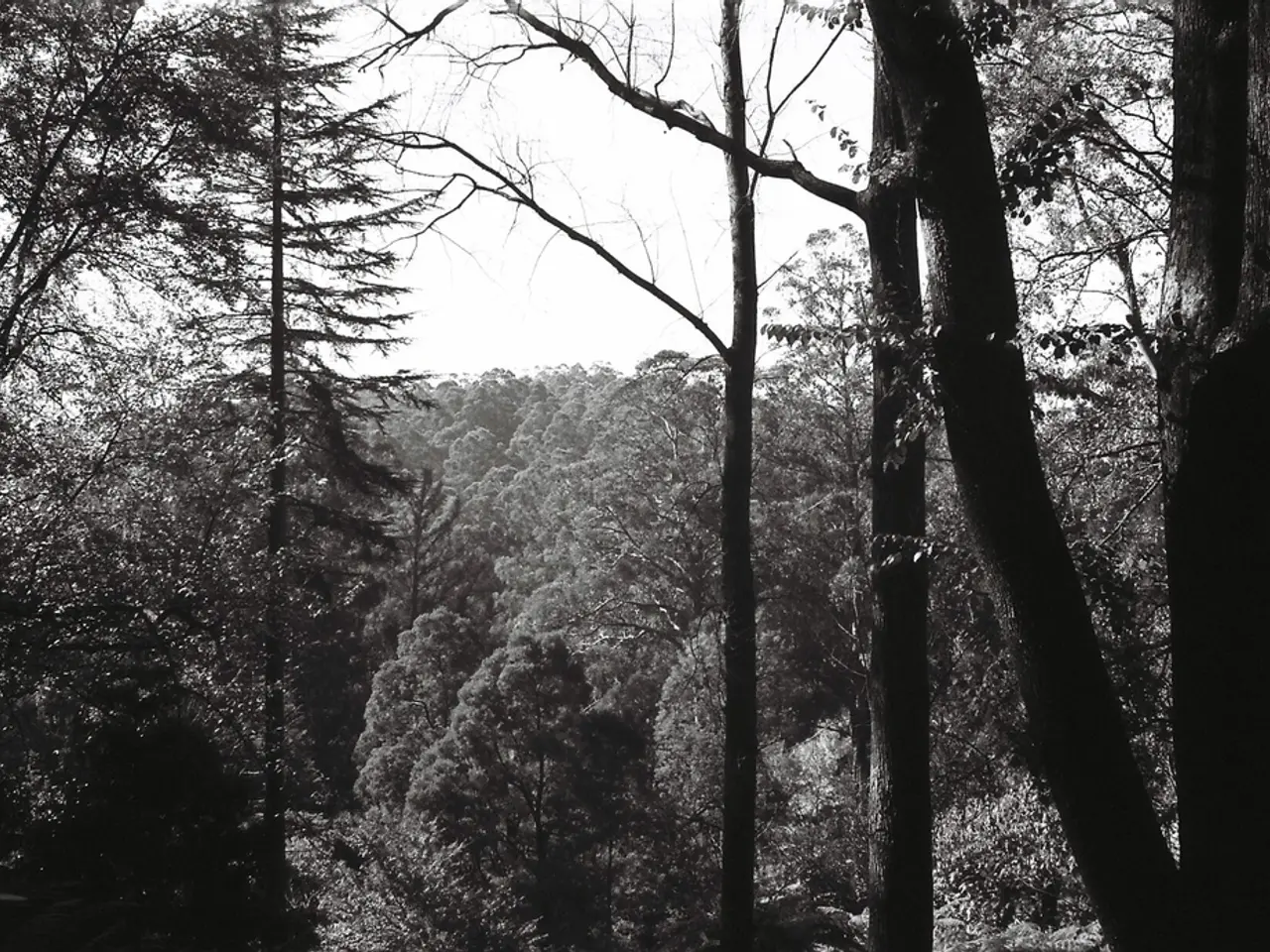 City of Bremen to plant 500 street trees in late autumn