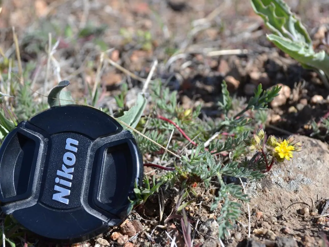 Choosing the Inappropriate Bermuda Grass Variety: A Common Mistake by Homeowners (Guide on Making...