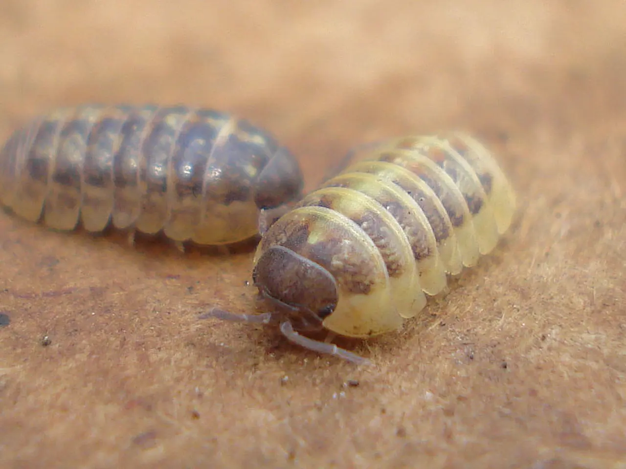 Summer in Germany: Strategies for Managing Wasps, Fruit Flies, and Mosquitoes