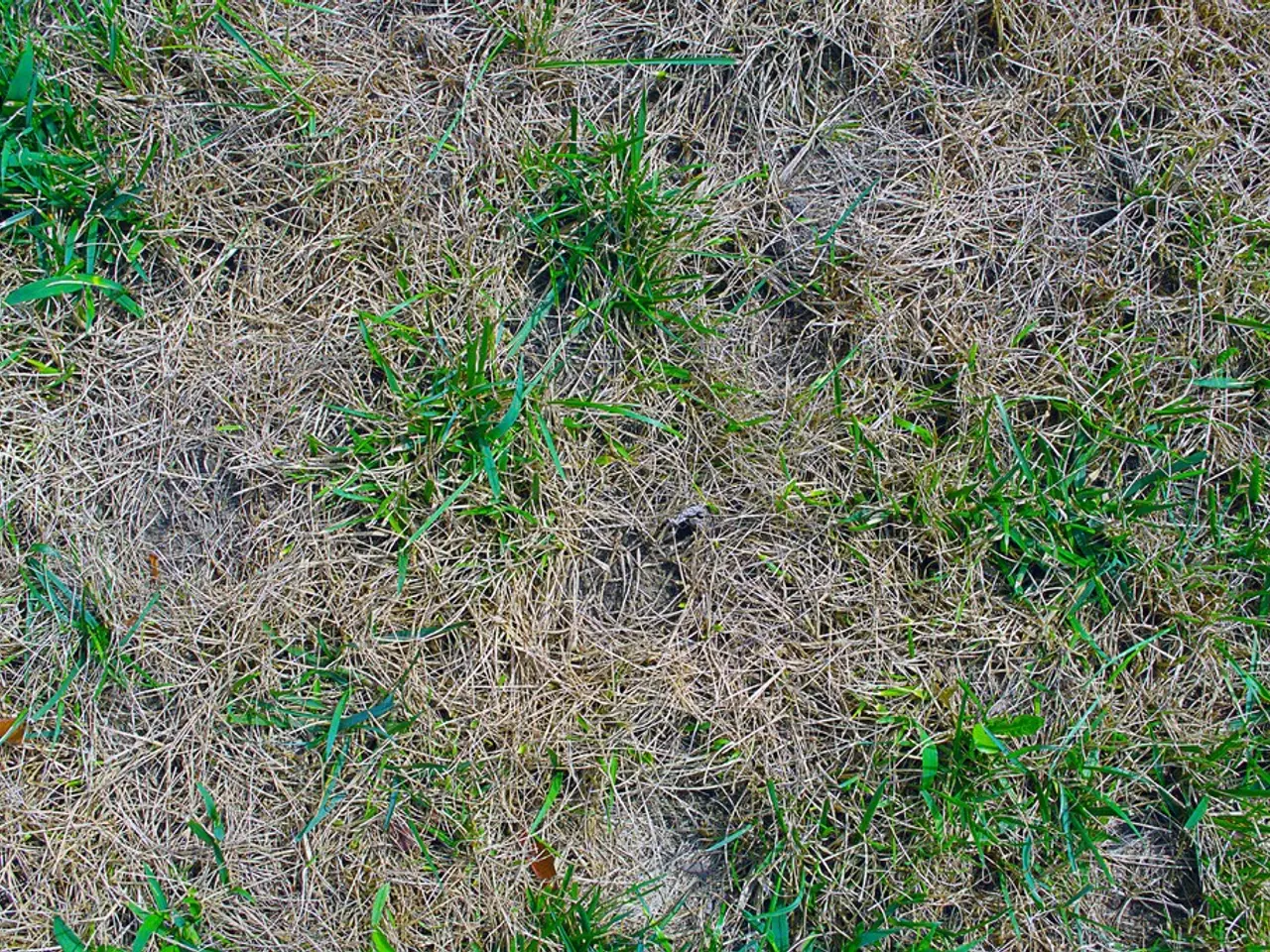 Managing Tall Fescue: Techniques for Suppressing Tall Fescue Weeds