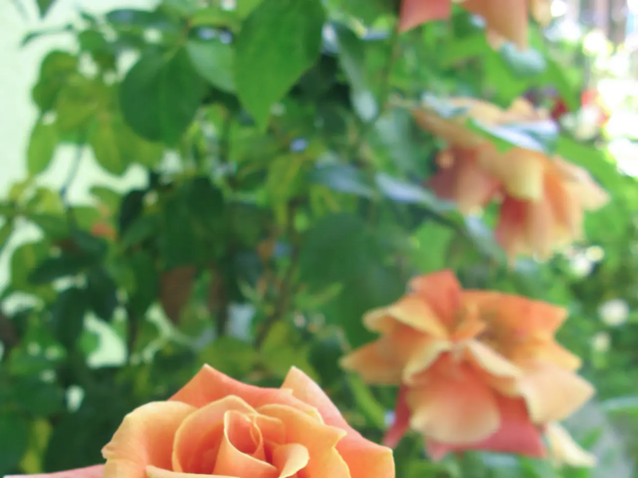 Guide on Amending Clay Soil for Rose Cultivation: A Sequential Process