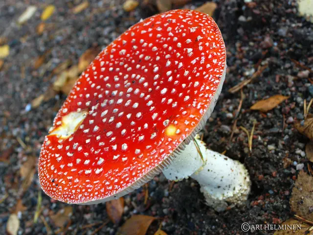 Focused gaze, mouse amidst a cluster of mushrooms?