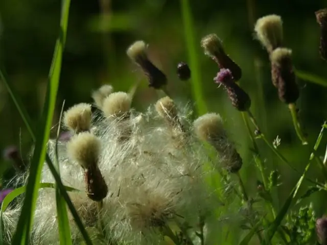 No-Work Garden Paradise: Ruth Stout's Layering Approach