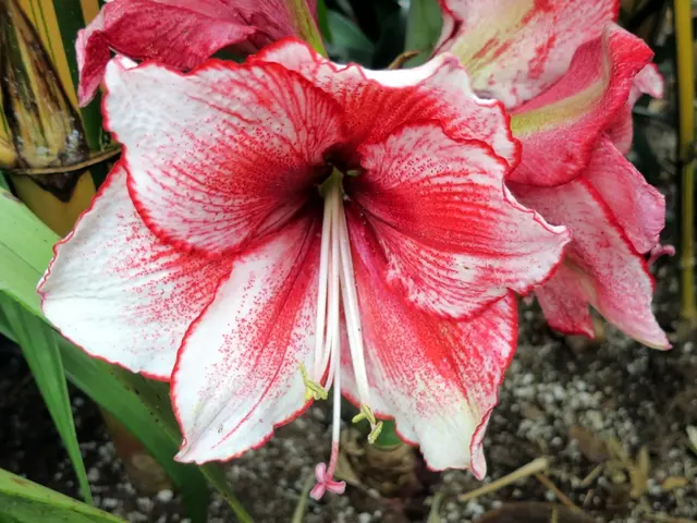 Picking Suitable Soil for Lilies to Thrive Successfully