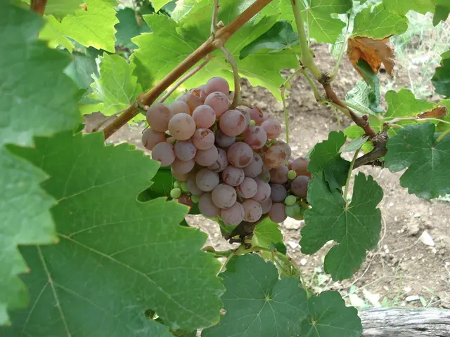 Rapidly Ascending Vine Varieties: Swiftly Scaling Any Archway, Trellis, or Barrier