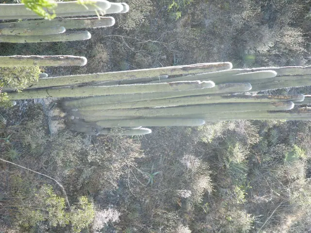 Terrarium Succulents: 7 Best Choices (and Methods to Utilize Them)