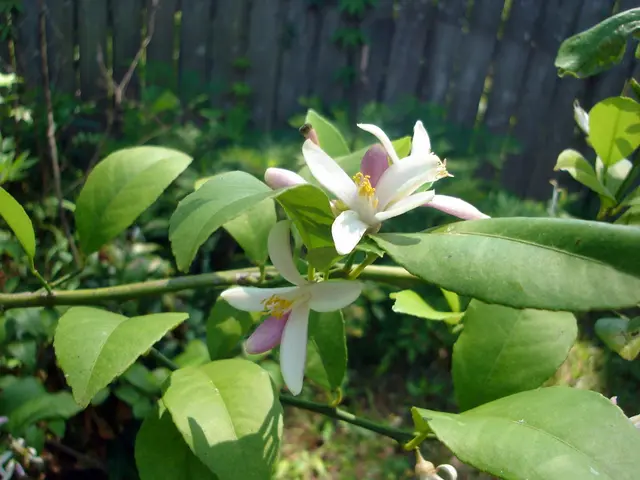 Top Picks for Edging Your Street Walkway with Greenery