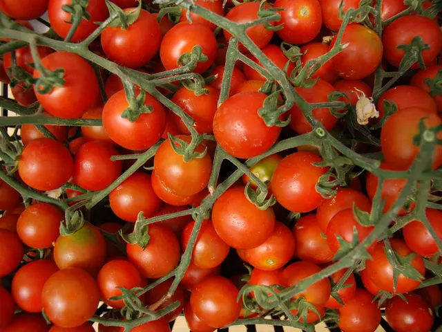 Whether to Trim or Leave Alone Tomato Vegetation