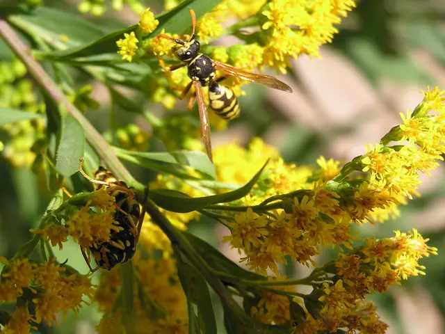 Encouraged Garden Guests: Top 10 Useful Insects for Pest Control and Plant Health Enhancement