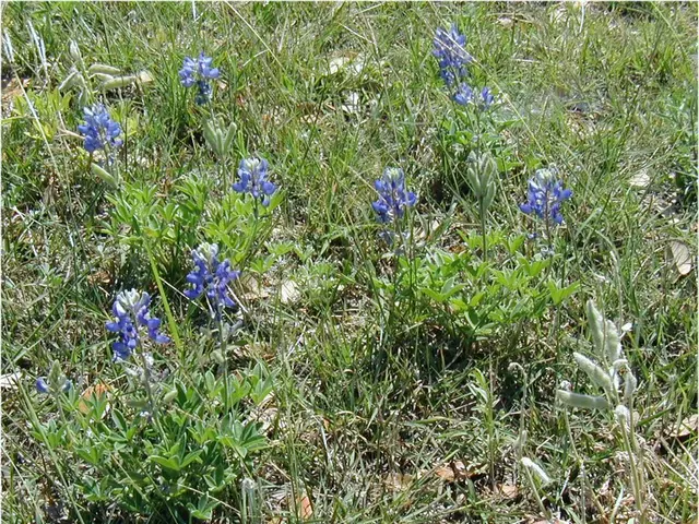 Georgia Iris Bulb Planting Timing: Insight into Ideal Seasons and Advice for Outstanding Growth...