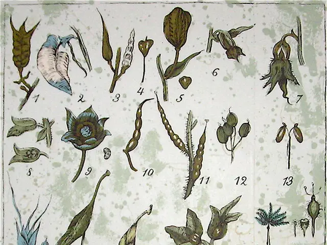 Hellebore's Color Transformation: Pink Hellebore Turns into Green