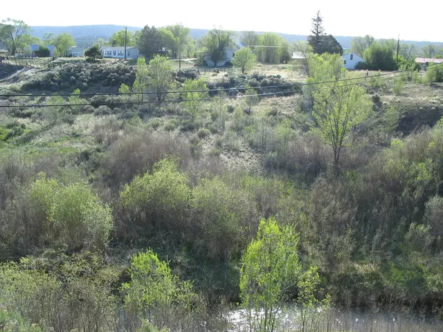 Deriving from your question, it seems your Bougainvillea is experiencing some life-threatening...