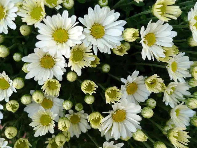 Properly Deadheading Sweet Peas: Guaranteeing Constant Blooming throughout Summer and Fall