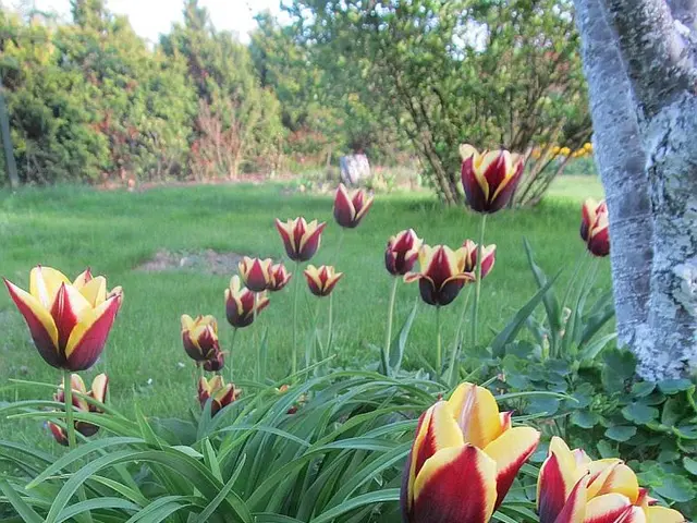 Enhance Your Home's Exterior Attraction: Amp Up Your Curb Appeal with These 6 Compact Front Yard...