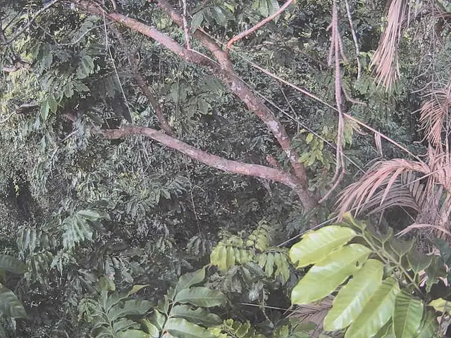 Nurturing the Ravenea Rivularis: Comprehensive Expert Advice on Majesty Palm Care