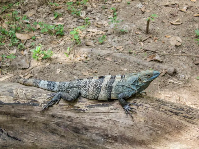 Guide to Varied Applications of Manzanita Wood in Hardscaping (Classifications and Uses)