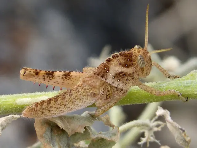 Strategies for eliminating potato disease (potato blight)