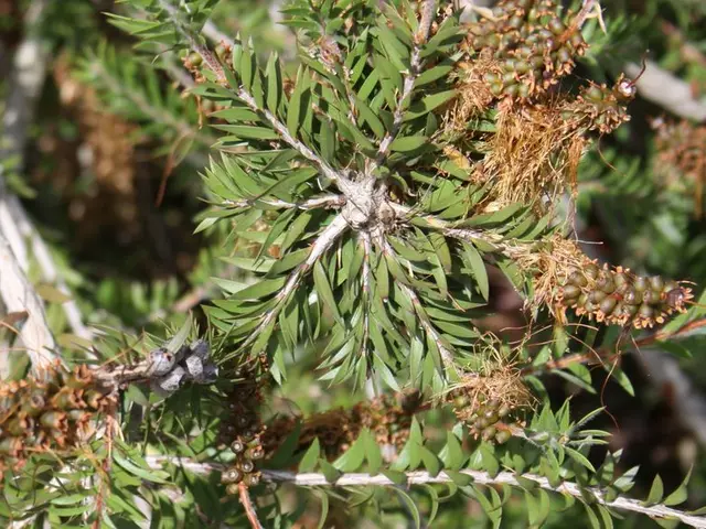 Guide to Establishing a Perennial Fruit Garden, Including Techniques for Successful Cultivation in...