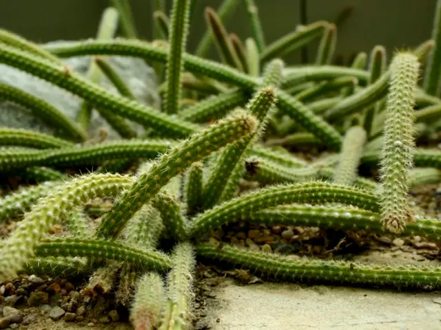 Essential Guidance for Nurturing Christmas Cacti During the Holiday Season