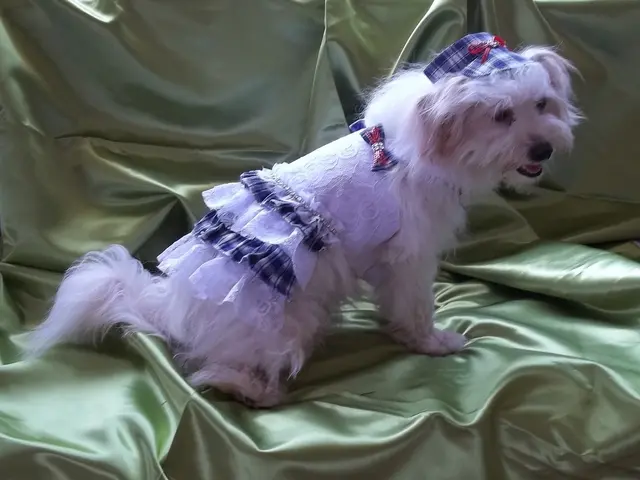 Essential Dog Grooming Tips Every Pet Owner Needs to Master