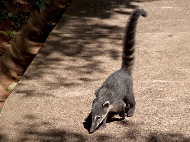 Harmful Beauties in Thuringia: Tread with Care These Plants Pose a Risk