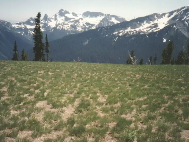 Top 12 Ideal Shrubs to Enhance Your Home's Front Facade