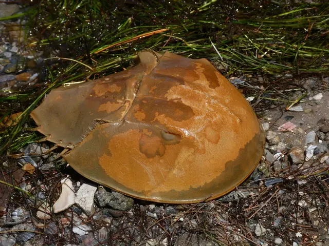 Symptoms of Gray Leaf Spot Appearing on Lawn Grasses: Causes Concern Among Homeowners