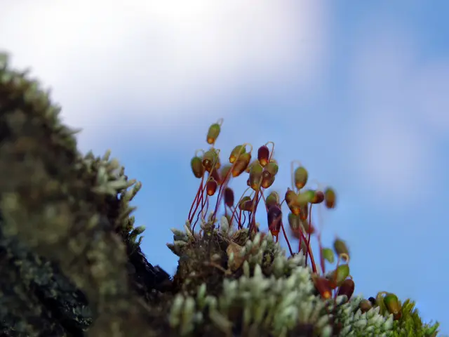 Affordable Space Photography: Techniques for Remarkable Pictures on a Slim Budget