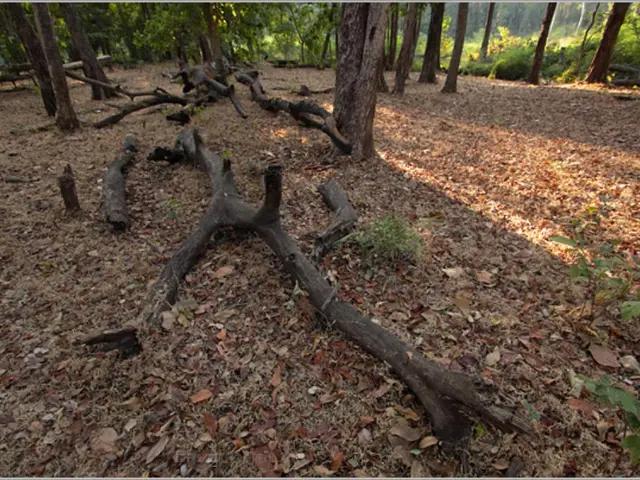 Nutrient-Rich Ground: Foundation for Strong Plant Development