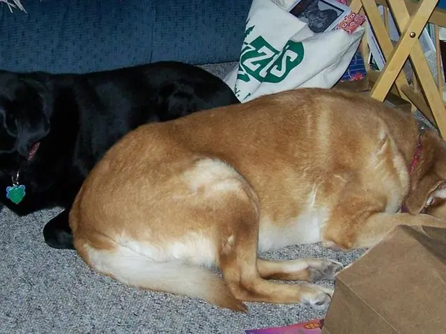 Strategies for Eliminating Dog Fleas: Techniques, Guidelines, and Product Choices