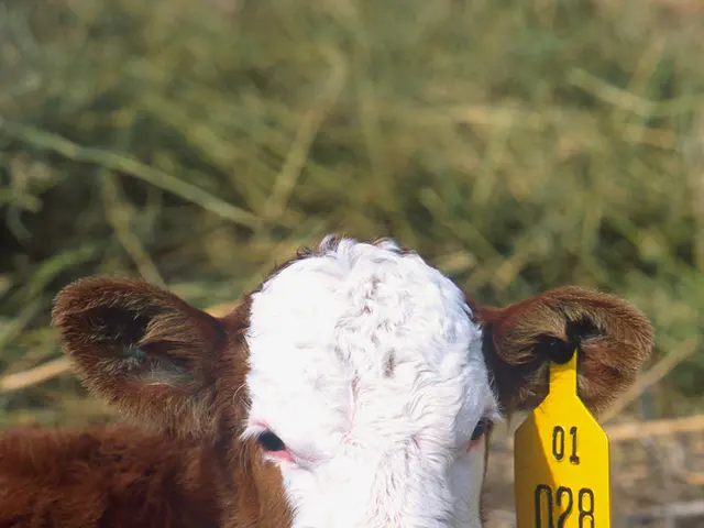 Firefighter in Hahnbach captures a stray cow wandering aimlessly.