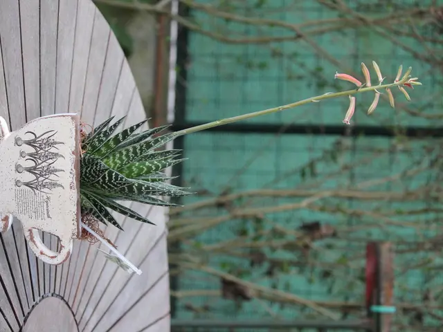 Tiny Brazilian Rosewood Tree, Specifically Known as Pithecellobium tortum Bonsai
