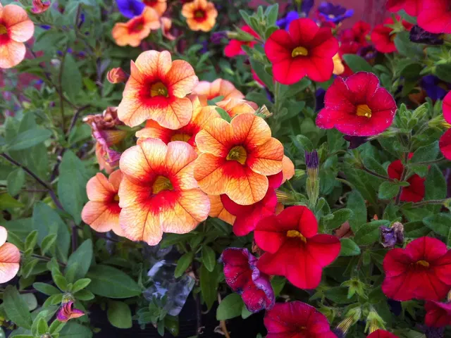 Unleash Colorful Vibrancy with These 11 Extravagant Annual Red Blooms