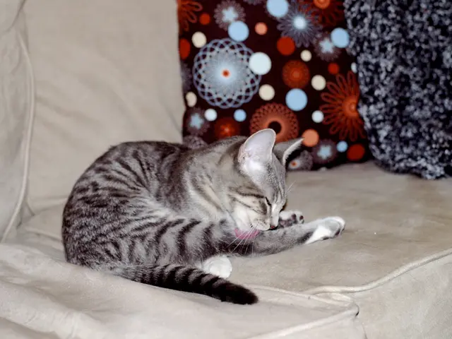 The Swollen Abdomen of the Cat serves Crucial Purposes