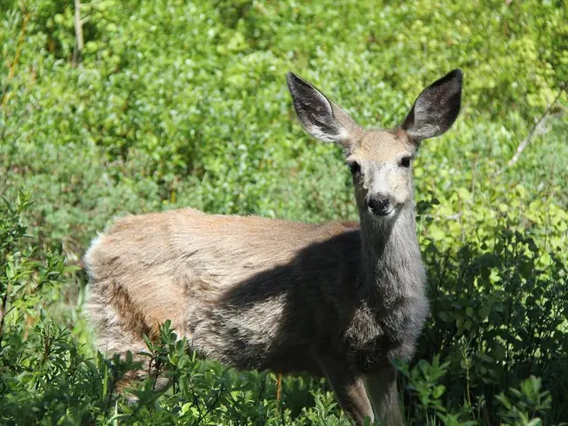 Identify Deer Species Accurately: A Guide to Avoiding Mistakes Between Doe and Roe Deer Forever!
