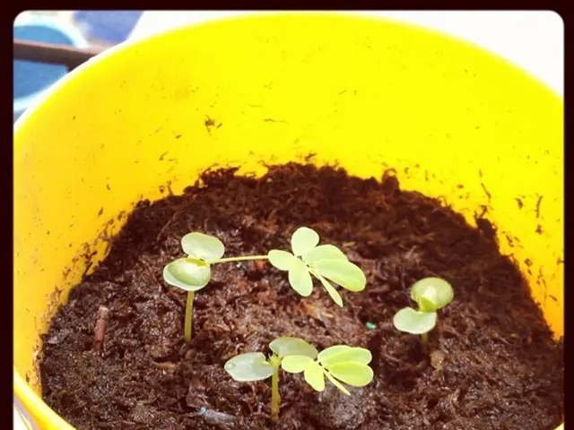 Preserving Harmful Microbes for Optimal Health: 5 Pointers for Balance