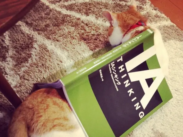 In my profession, I evaluate pet items, and here's a speedy, budget-friendly solution for cats...