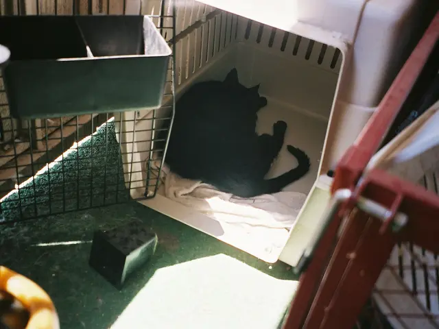 Here's a Guide to Home Dog Bathing: Essential Information You Should Be Aware Of