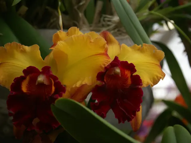 Blooming Blossoms of August: Top Flowering Plants for This Month