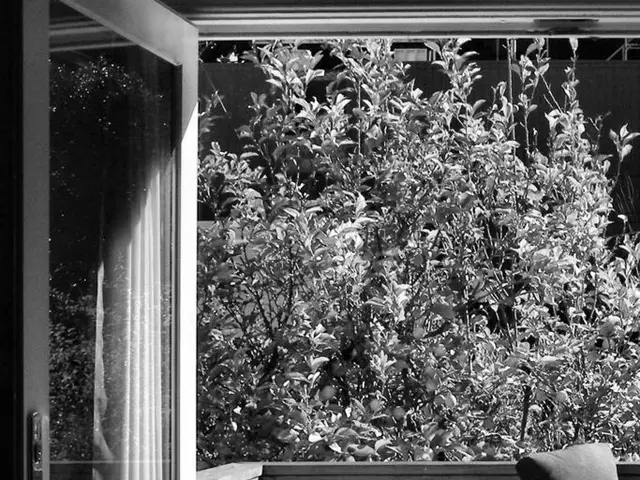 Lübeck's Canine Number 10: A Report on Animal Welfare