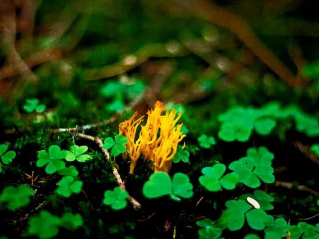 Soil's Impact on Plant Growth: Examination of Basic Soil's Effects