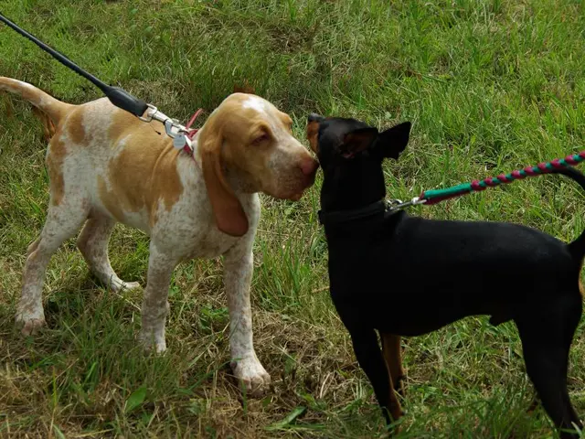 Training Strategies for Disciplining Reactivity in Canines: A Behaviorist's 5-Point Plan